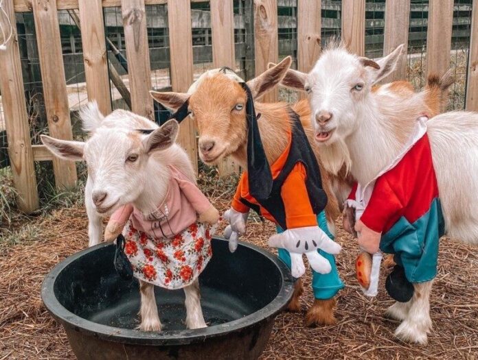 goat-yoga