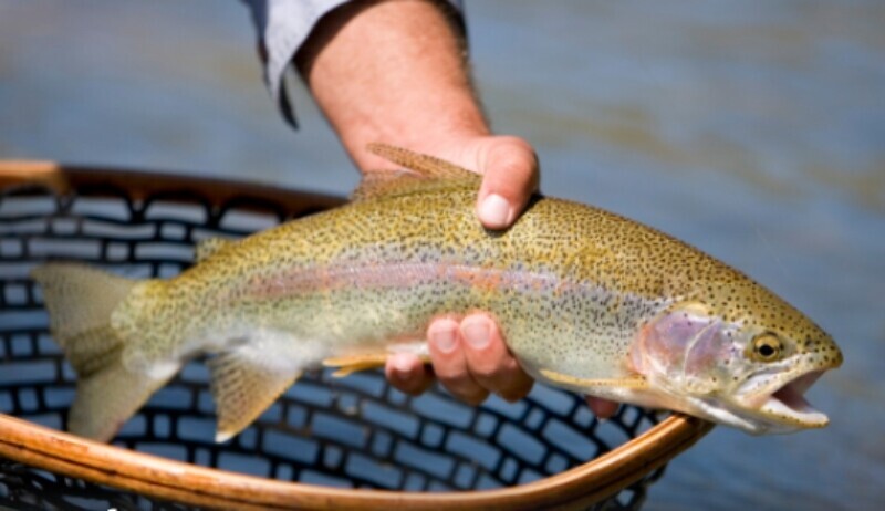 TWRA Begins 2025-2026 Winter Trout Stocking Program