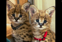 Nashville Zoo Introduces Twin Serval Kittens