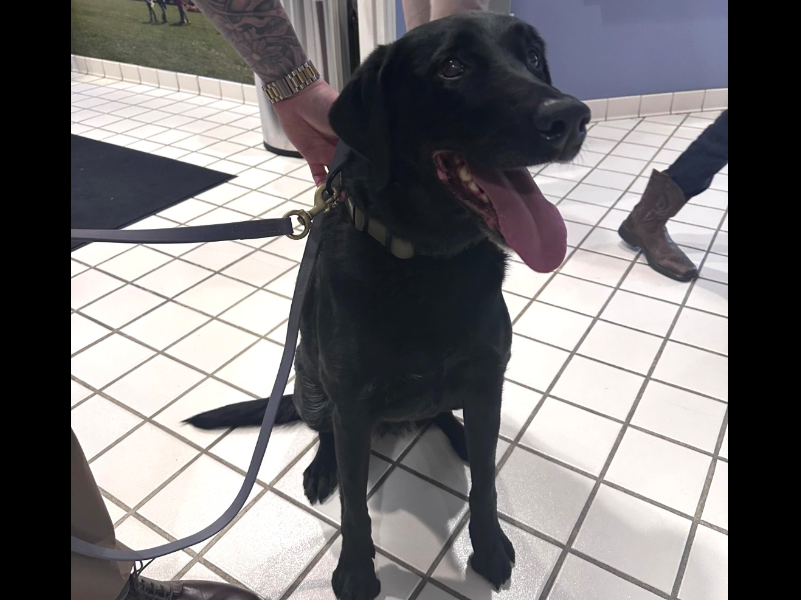 K9 Faith Retires After Years of Service With Spring Hill Police