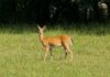 TWRA Detects CWD in Humphreys County