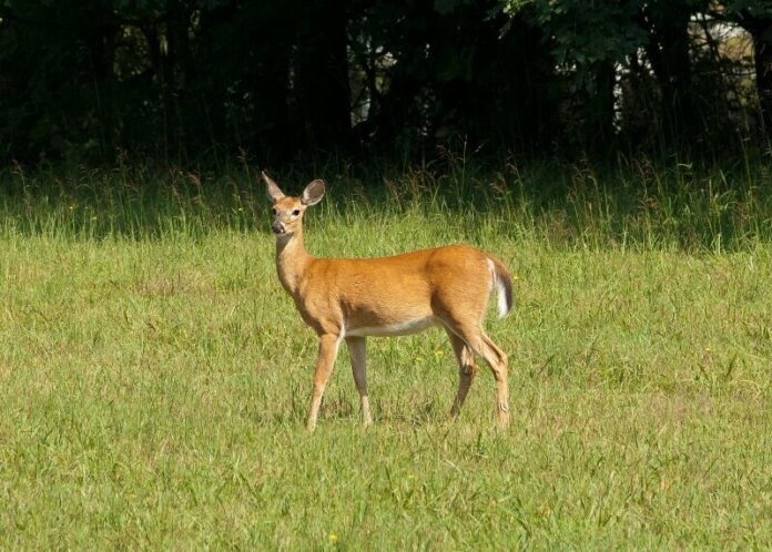 deer-stock-photo