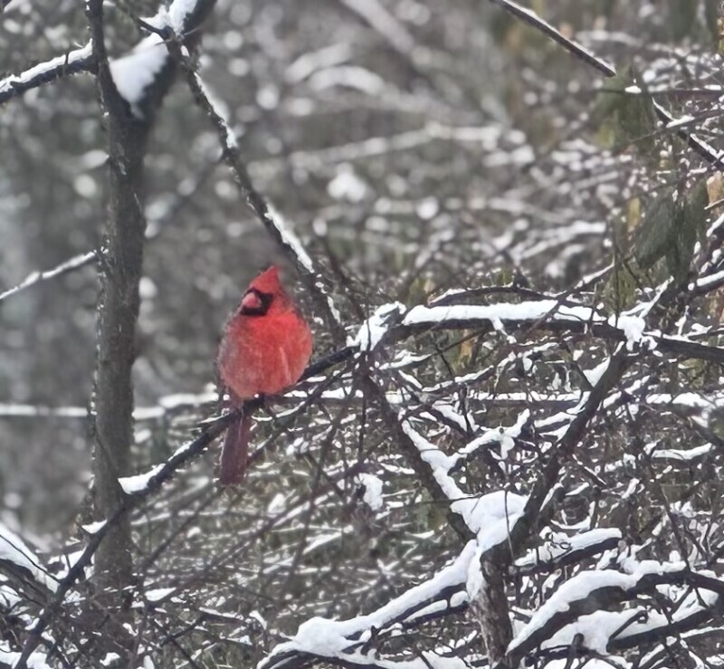 Share Your Snow Photos: Show Us Middle Tennessee’s Winter Weather