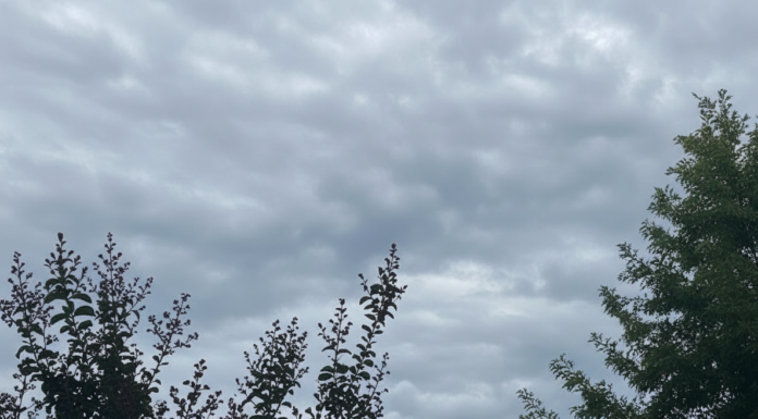 2/24/26: Overcast and Chilly, High 48, Wind up to 15 mph