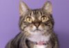 Friends of WCAC Hosts “Understanding Your Cat’s Behavior”