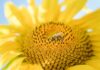 Allergy and Pollen Tracker: March 11, 2026 sunflower stock photo
