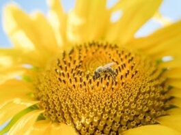 Allergy and Pollen Tracker: March 11, 2026 sunflower stock photo
