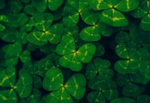 Irish Network Nashville Announce 2026 St. Patrick’s Day Events St Patrick's Day - Clover