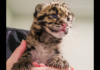Nashville Zoo Welcomes 50th Clouded Leopard Cub