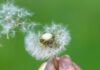 Allergy and Pollen Tracker: April 20, 2026 flower stock photo