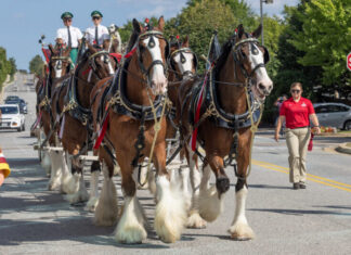 Budweiser Clydesdales Coming to Nashville to Honor Military Families