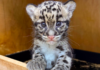 Nashville Zoo Welcomes New Clouded Leopard Cub Born in May