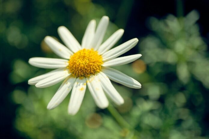 flower stock photo (2)