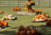 Mark Your Calendar for Hidden Bee Animal Rescue’s 2026 Pumpkin Patch Opening Day Hidden-Bee-Animal-Rescue-pumpkin-patch (1)